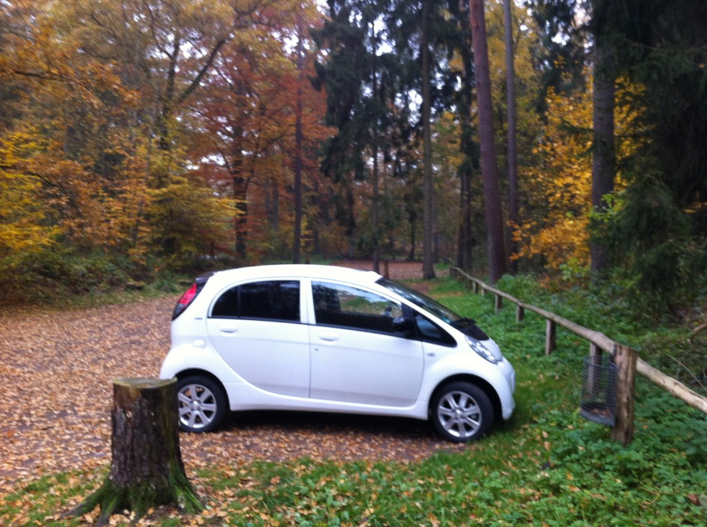 City Floh im Wald